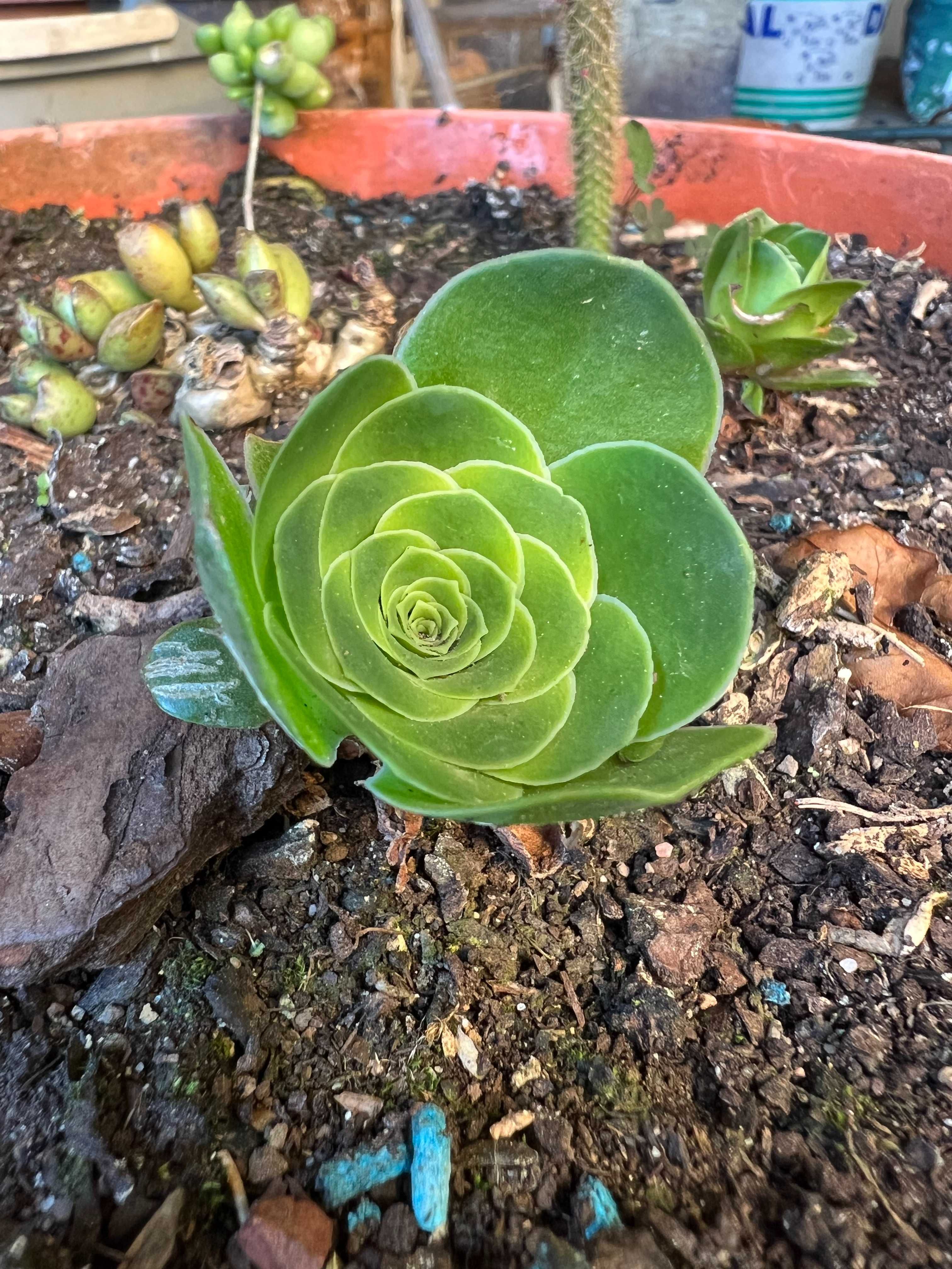 Suculenta Aeonium Dodrantale