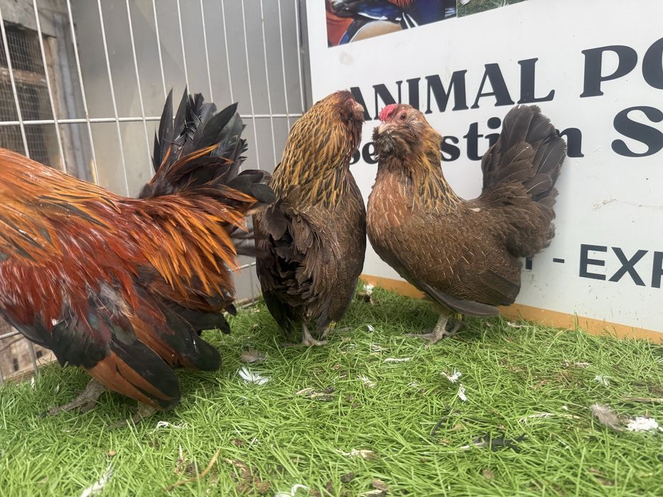 KURY. Brodacz antwerpski.  Brodacze. Możliwy transport