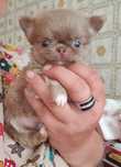 Chihuahua długowłosy