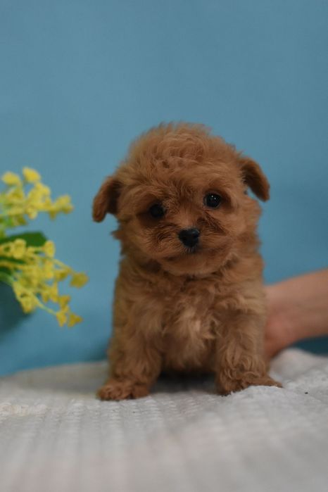 Файне цуценя мальтіпу