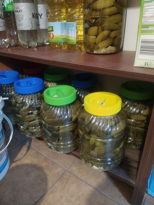 Ogórki kiszone z własnego ogródka