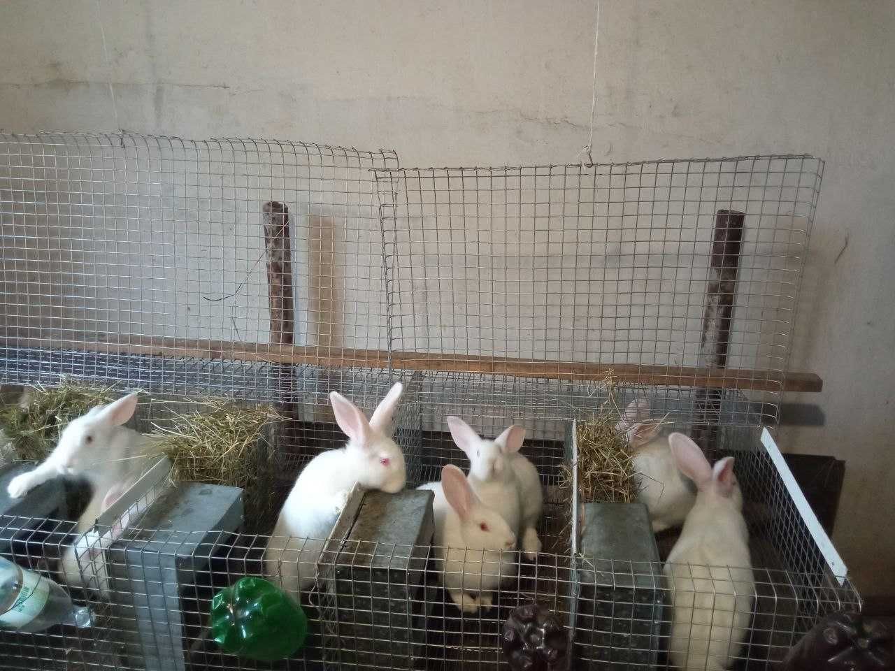 Продам кролики ПАНОН !