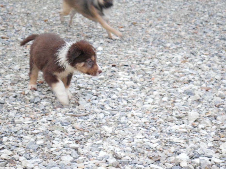Border collie -czekoladowy