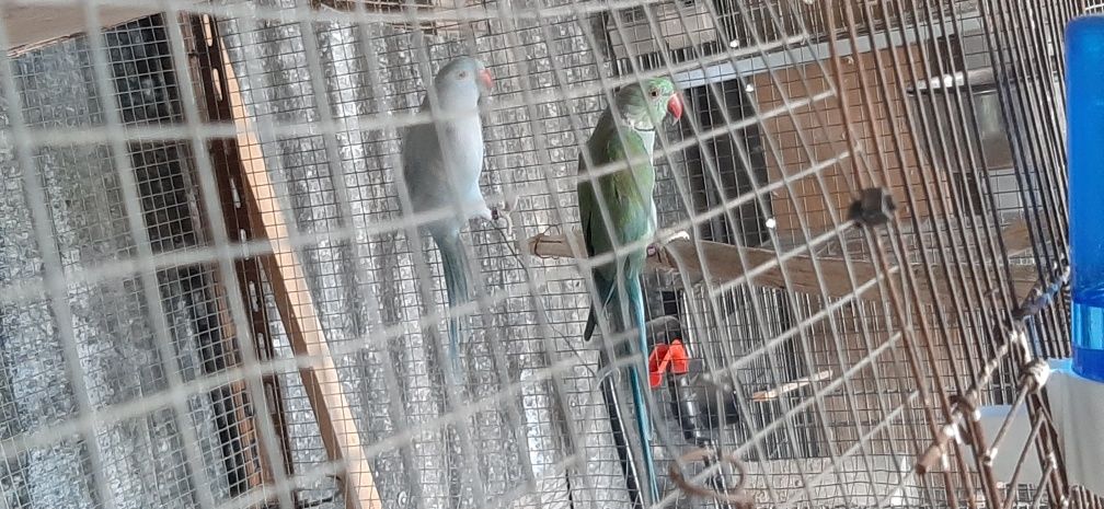 Ring necks 2019 casal