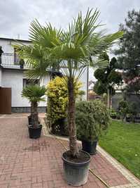 Trachycarpus fortunei  150-360 cm