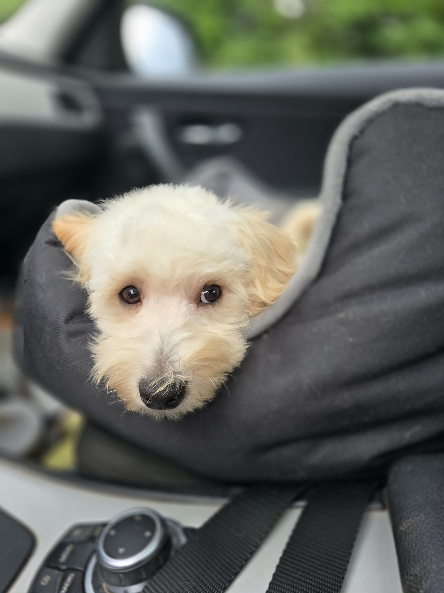 Maltipoo/ chłopczyk