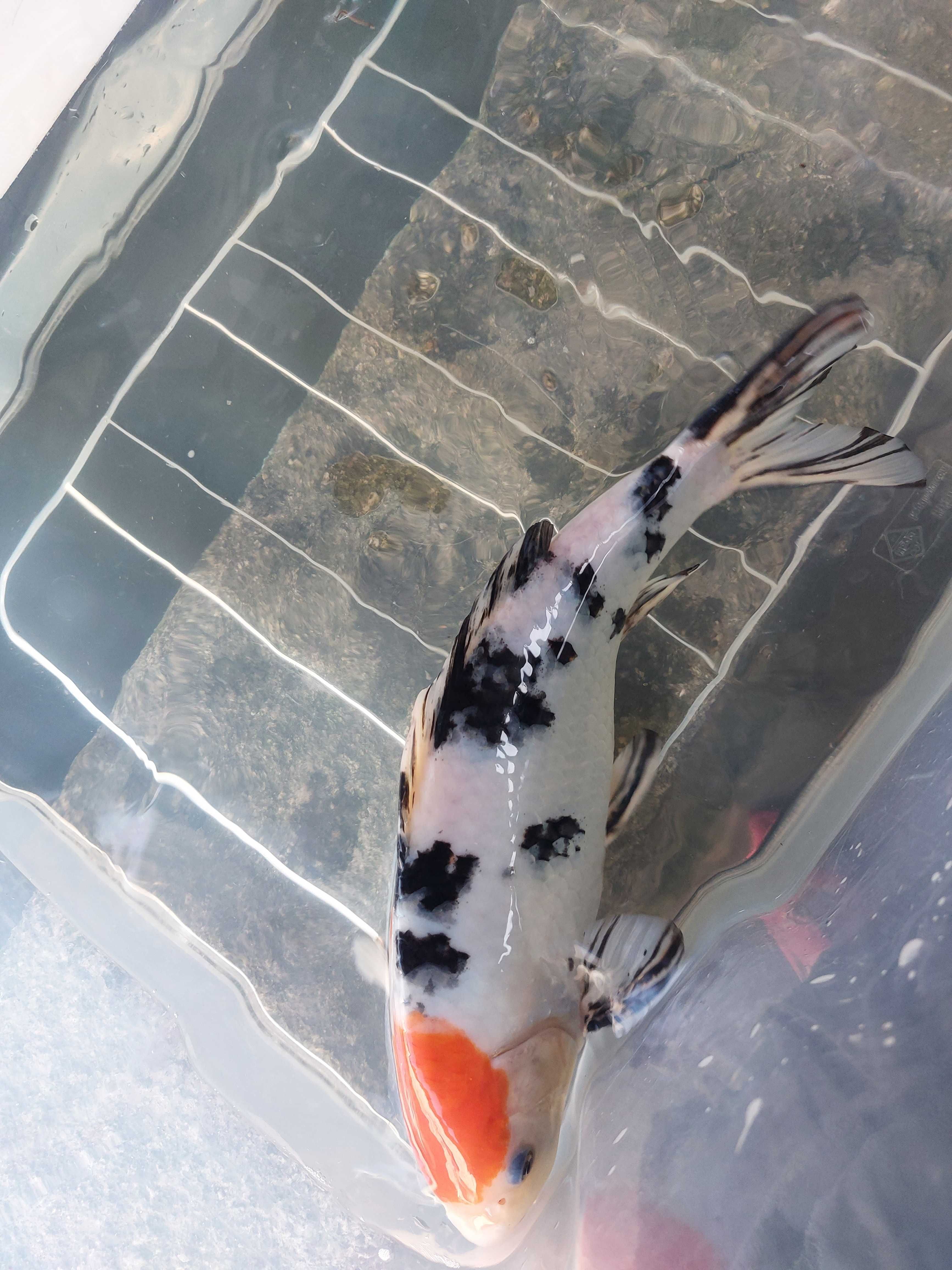 Carpa koi sanke 36cm