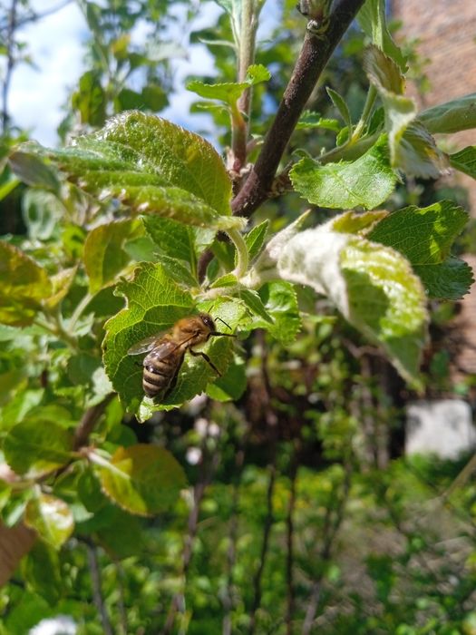 EKO Miód bez Hemii Warszawa