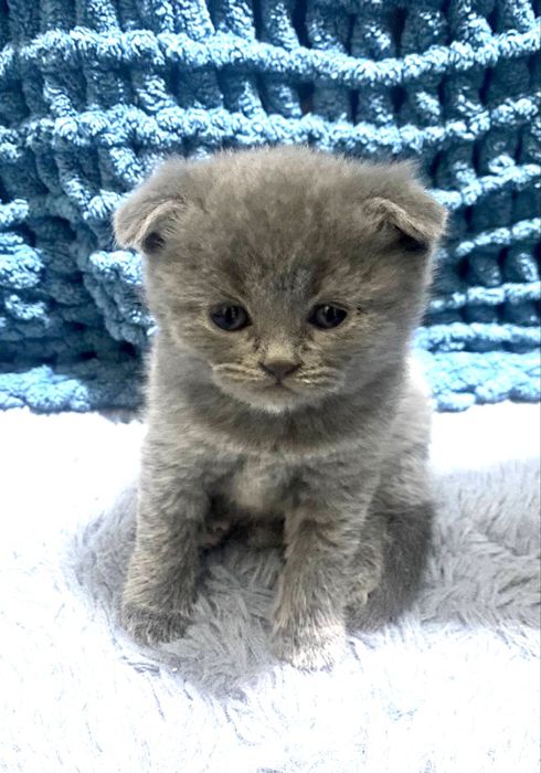 Шотландские котята