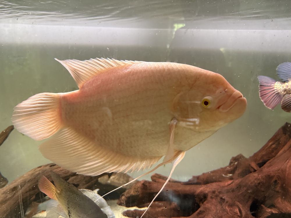 Gurami Olbrzymi albino