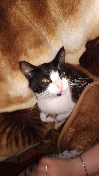 Терміново шукаємо дім для кішечки!