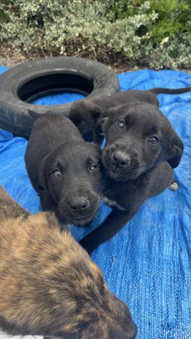 Oddam szczeniaka suczka