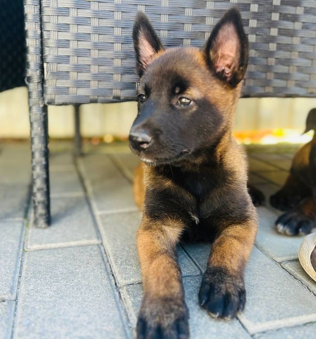 Цуценята малінуа, бельгійська вівчарка