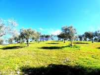 Propriedade 170.000m2, com olival, vinha e terreno p/ novas plantaç...