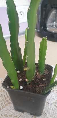 Kaktus Epifilium gdy kwitnie kwiaty ma czerwone