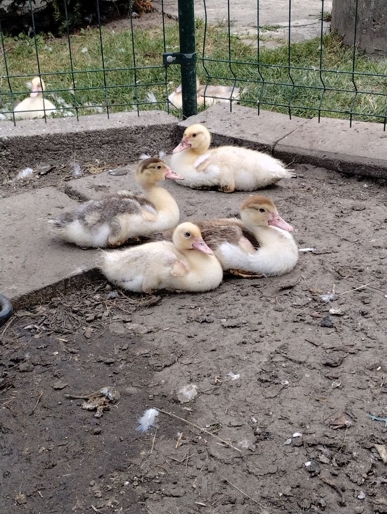 Kaczki francuskie
