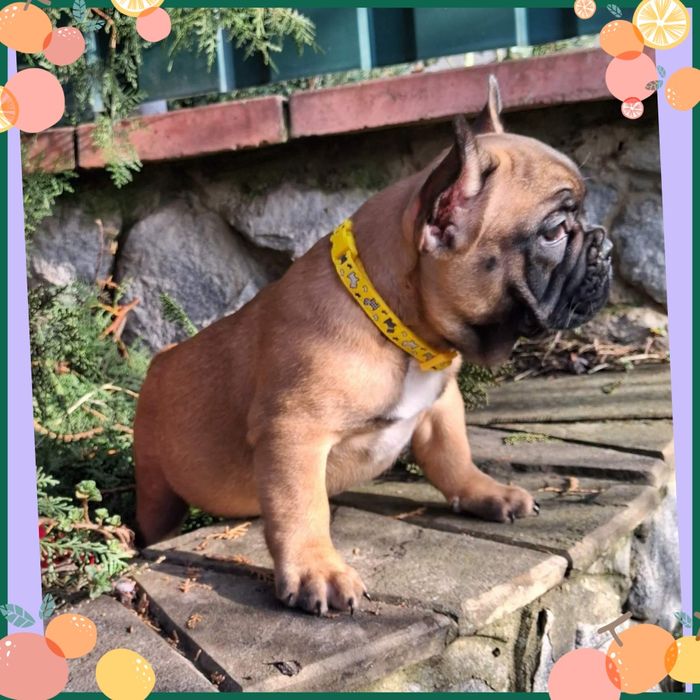 Дуже милі бульдожата