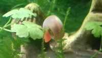 Zatoczek różowy – ślimak, ślimaki do akwarium