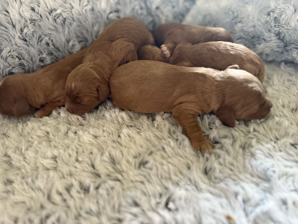 Cavapoo do odbioru