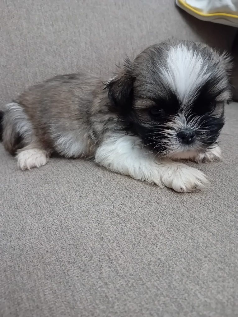 Shih-tzu tricolor