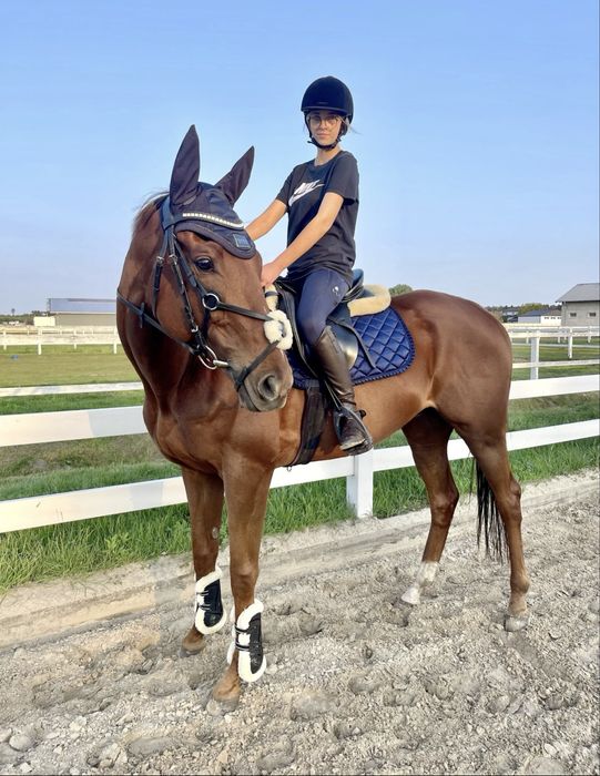 Bezpieczny wałach 6 lat kasztan