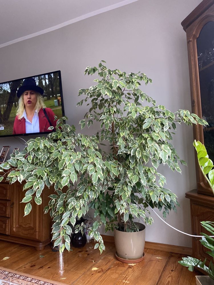 Fikus Benjamina Duży