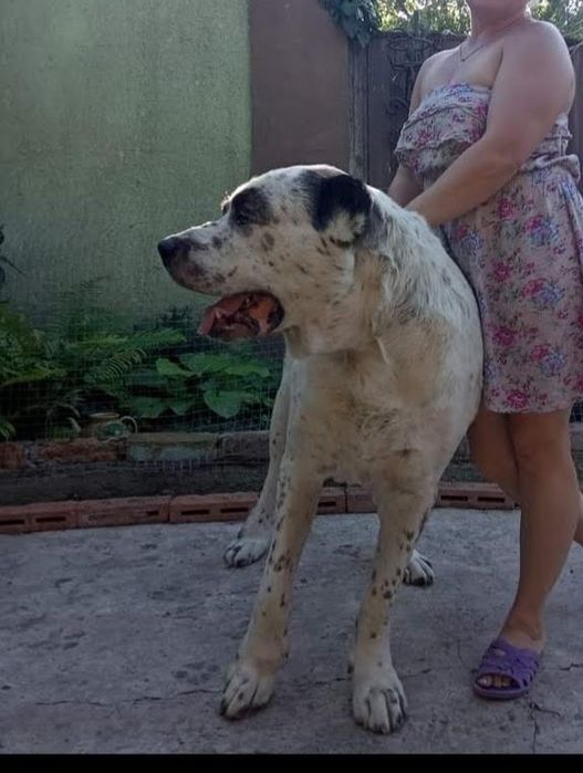 Продам малюків алабайчіків