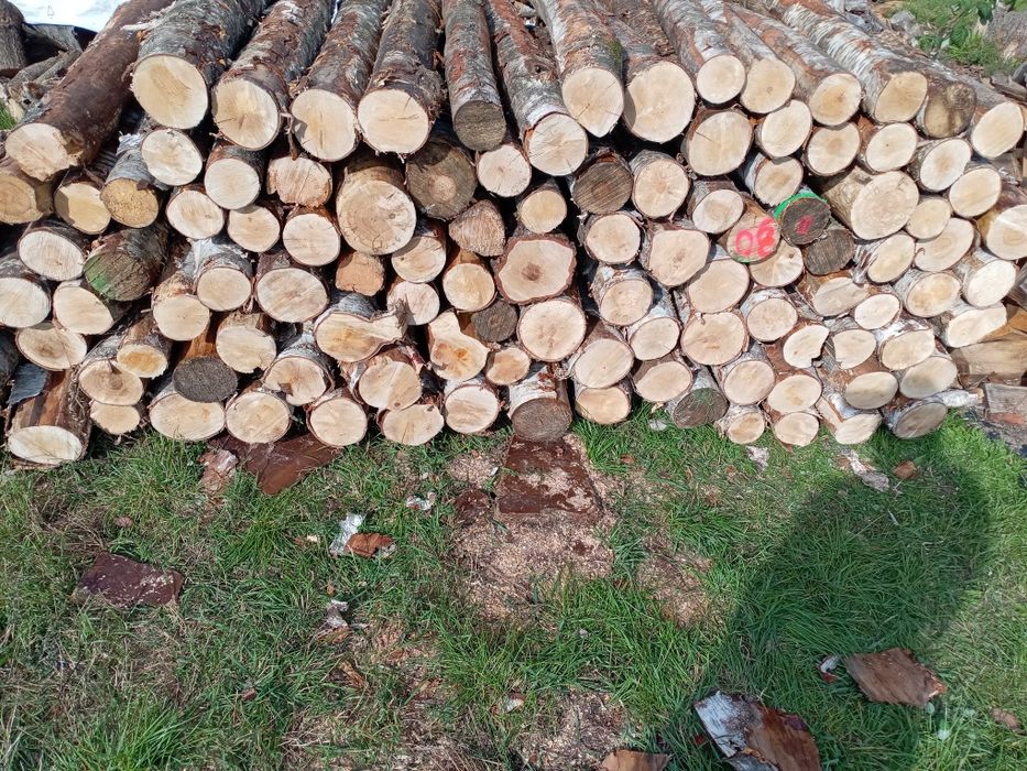 Brzoza, sosna opal walki 120cm