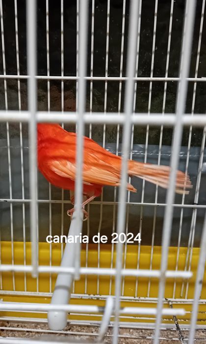 Canarias de 2024