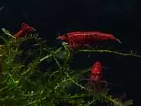 Krewetki Bloody Mary, Neocaridina WYSYŁKA
