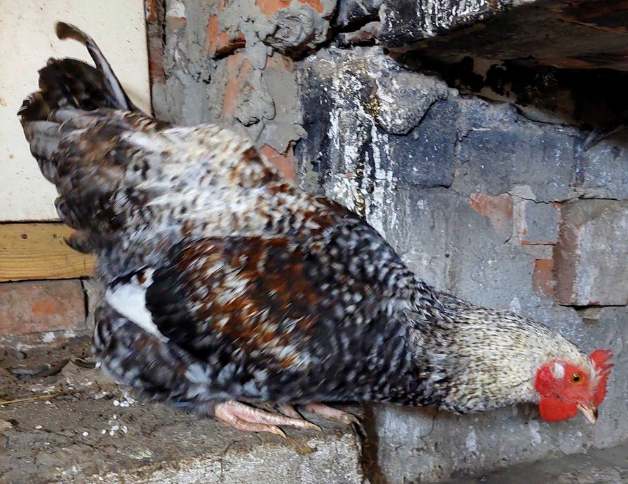 Młode koguty nadwyżka produkcji