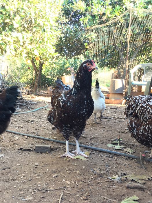 Casal sussex tricolor