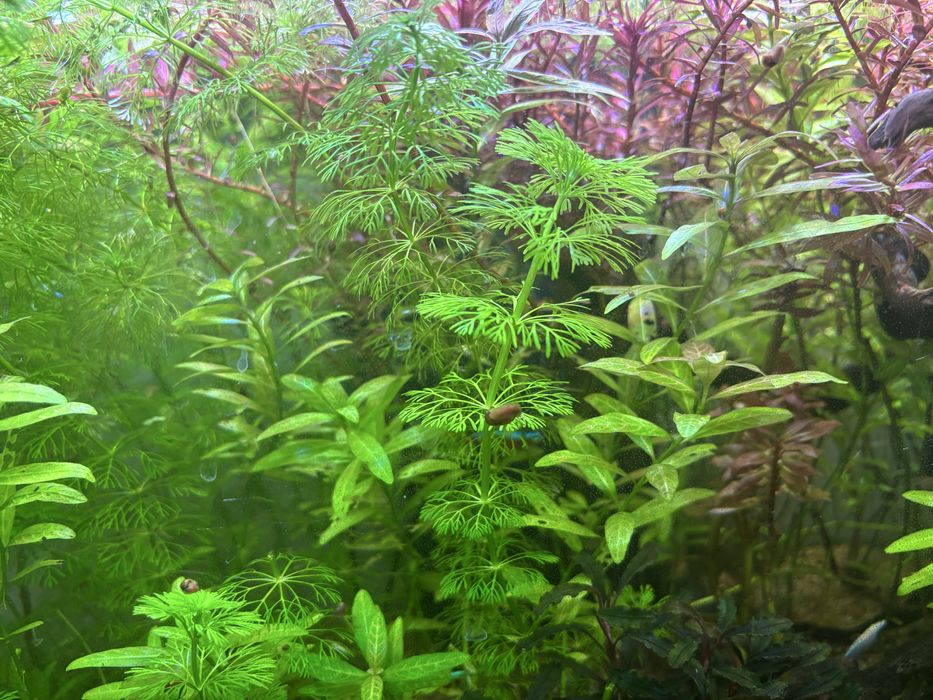 Plantas de aquario