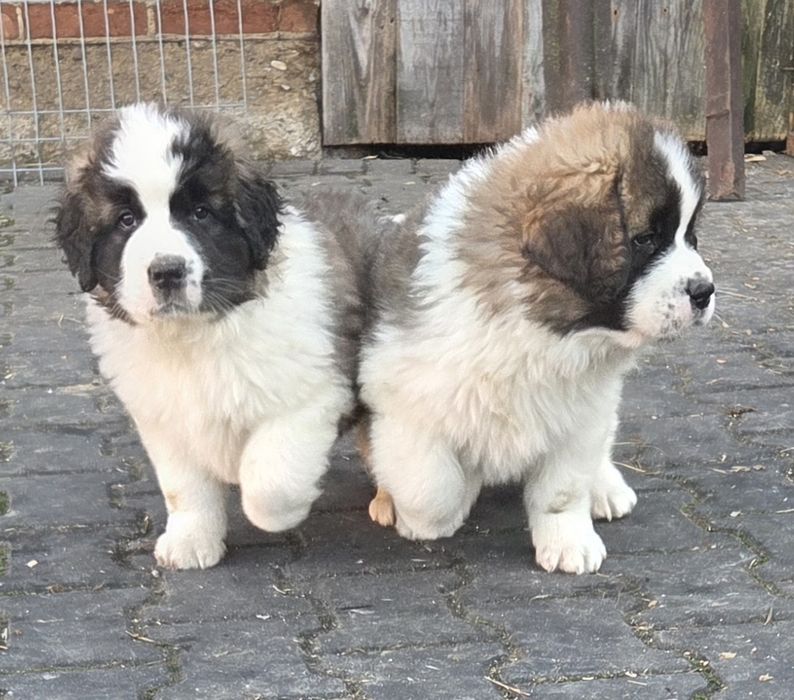 Moskiewski Pies Stróżujący - Nie Bernardyn Nie Kaukaz