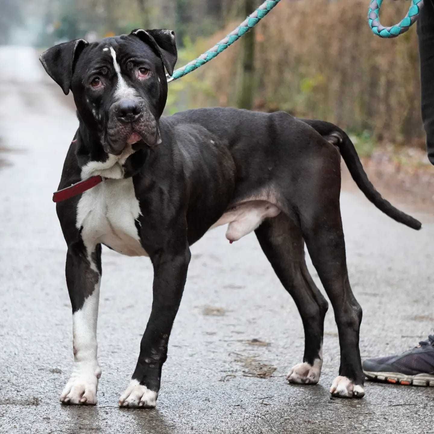 Amstaff Dziubdziuś szuka domu!