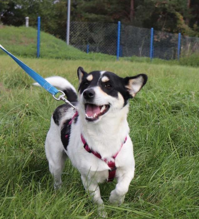 Klementynka szuka domu