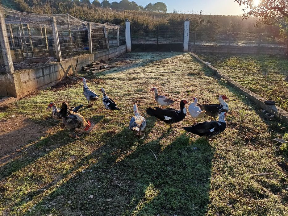 Patos mudos vários tamanhos