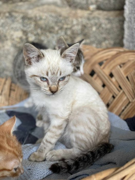 Gatinhos para adoçao responsavel