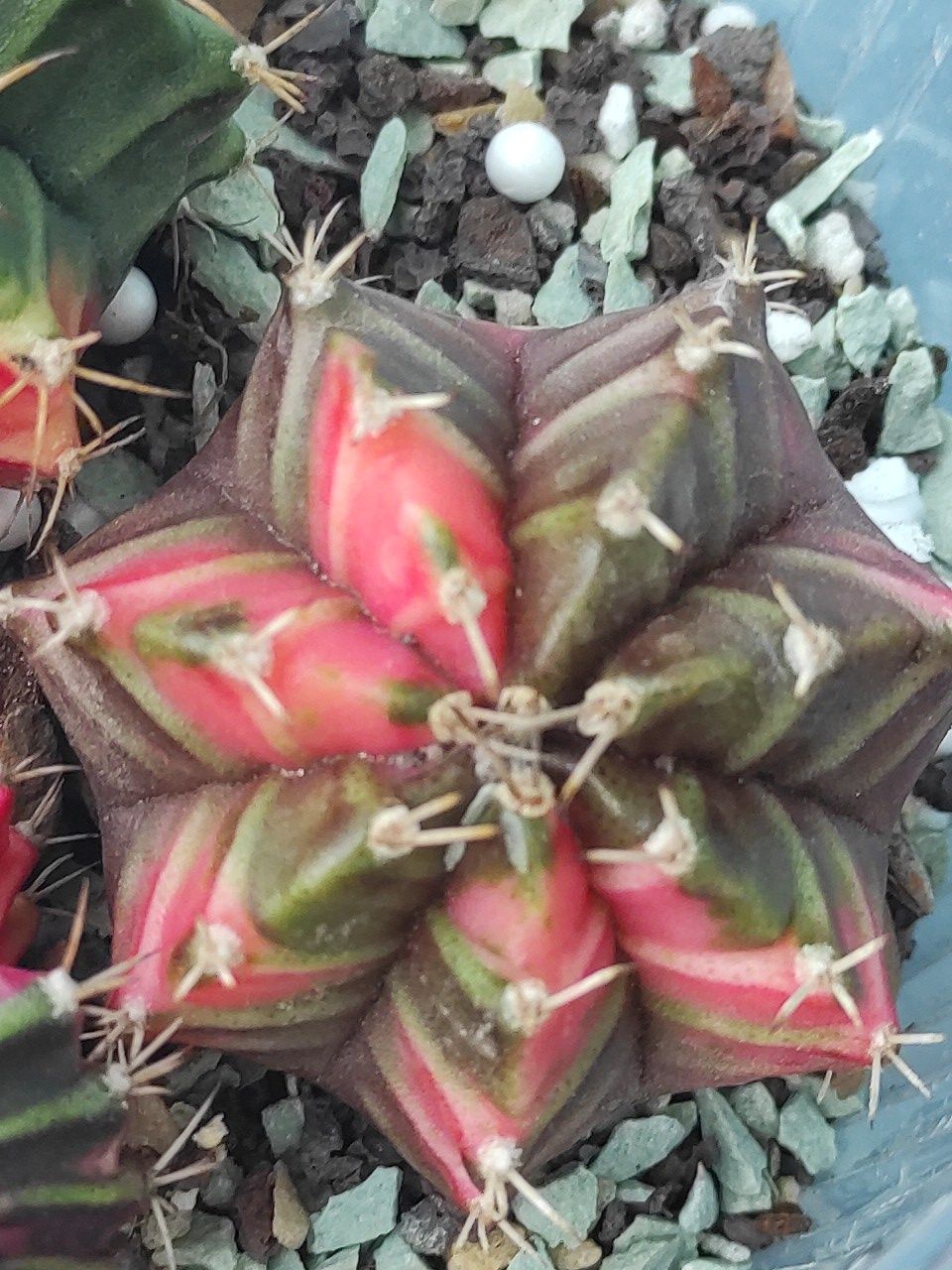 Гімнокаліціум варієгатний Gymnocalycium mihanovichii variegata