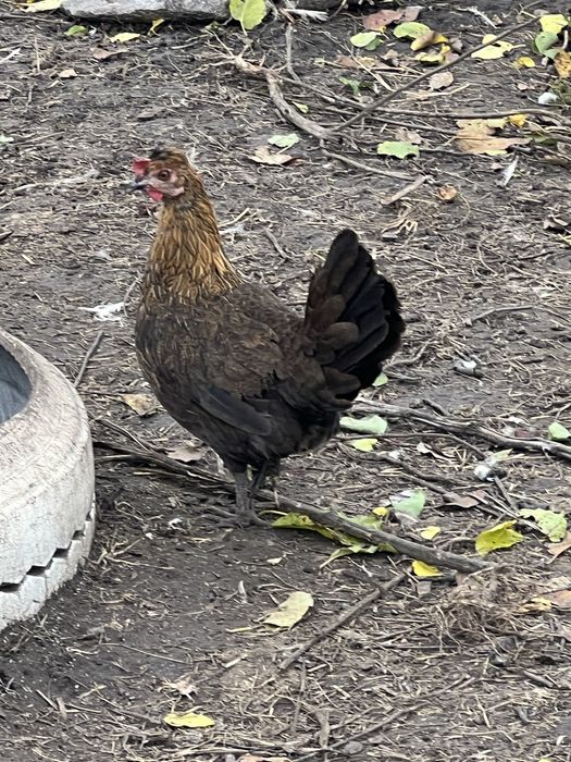 Кури-бентамки продам