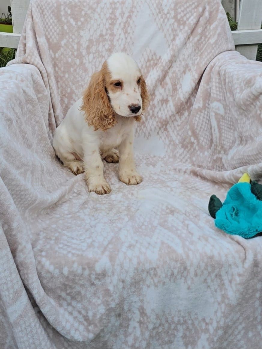 Lindo e meigo Cocker Spaniel Inglês