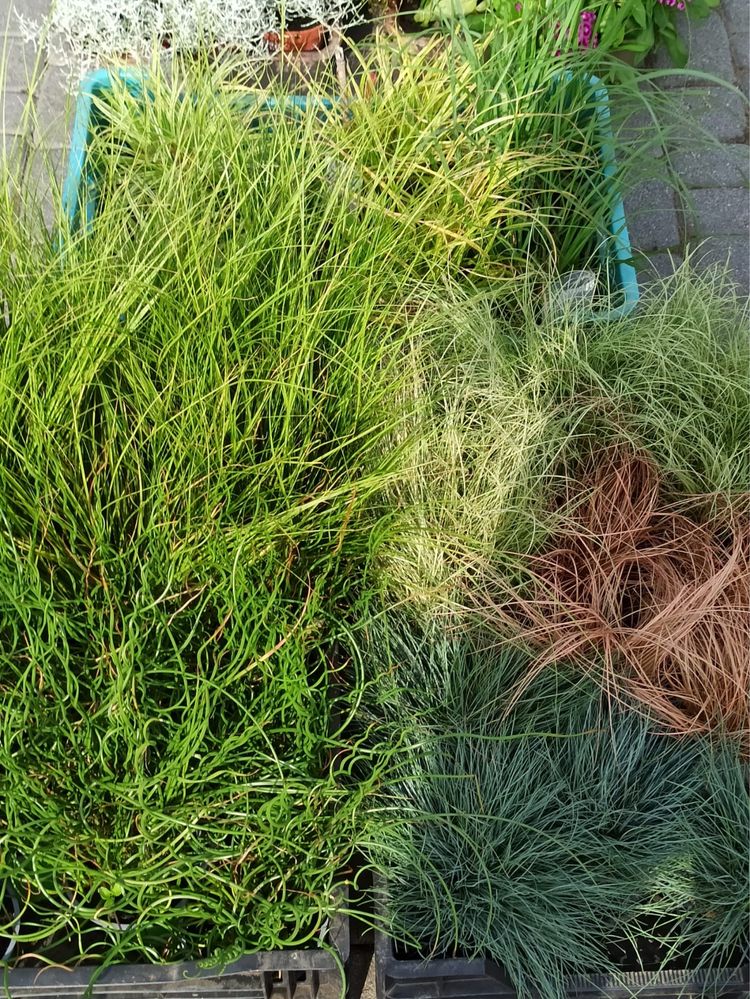 Trawy rozplenica hameln gold  stipa miskant memory rubrum mozga
