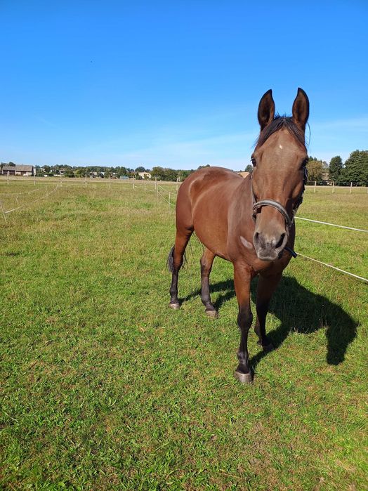 Urodziwy Wałach rasy SP