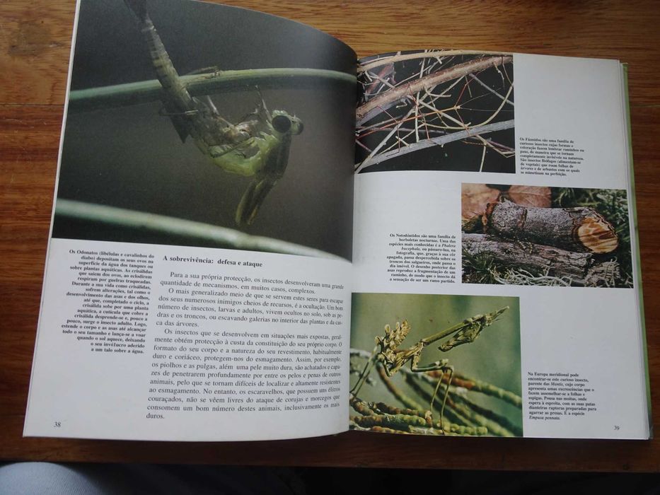 Os Segredos da Natureza - Artrópodes Terrestres