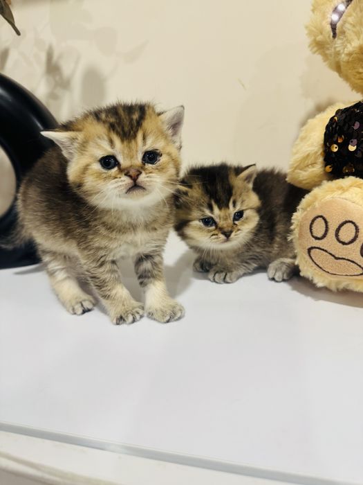 Золотые скоттиш фолд и страйт