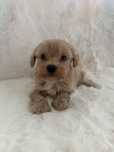 Maltipoo samiec mini tata pudel toy FCI badania genetyczne