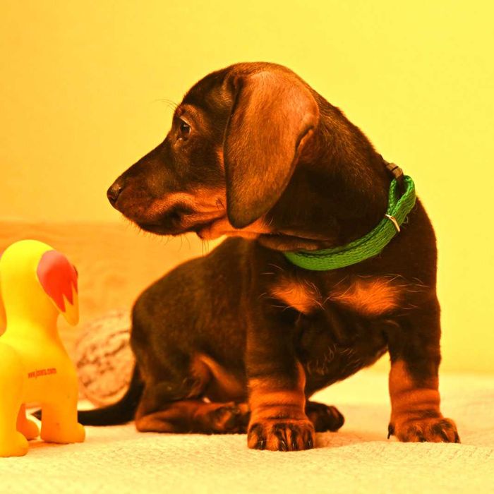 Jamnik szorstkowłosy miniaturowy odmieni Twoje życie