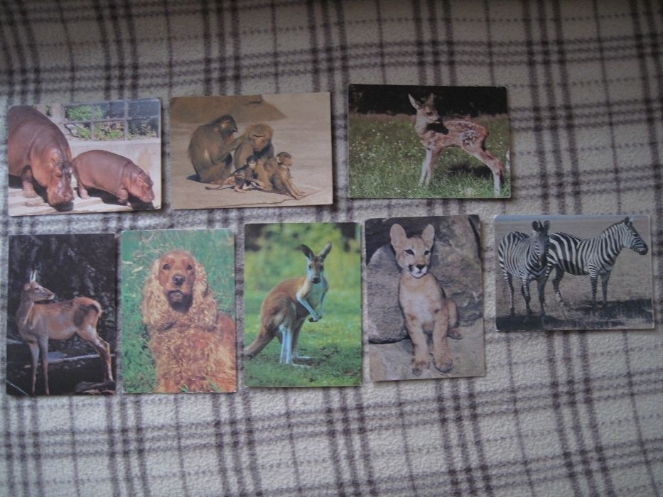 Серия (разрозненная) открыток на тему Киевский и Будапештский зоопарк.