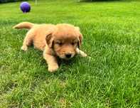 Golden retriever