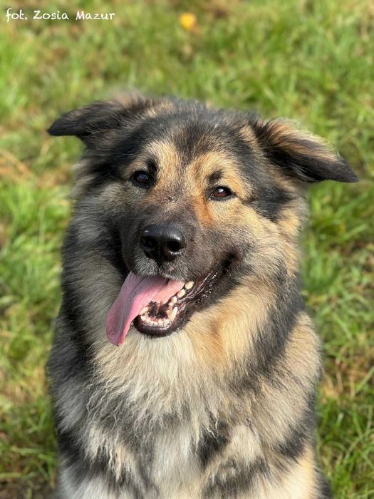 Wulkan energii i wielki Miś - Puszek Okruszek szuka domu - 0325/25